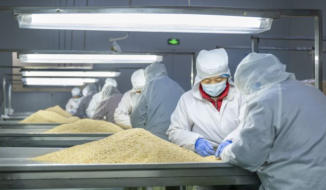 大蒜 從蒜農(nóng)手中走向餐桌的農(nóng)產(chǎn)品